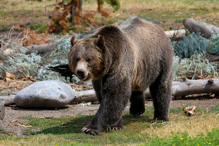 Yellowstone Grizzly bear